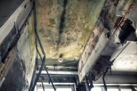 Mold Odor Removal Services in Columbia, KY